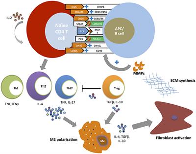 Targeting Costimulatory Pathways in Systemic Sclerosis